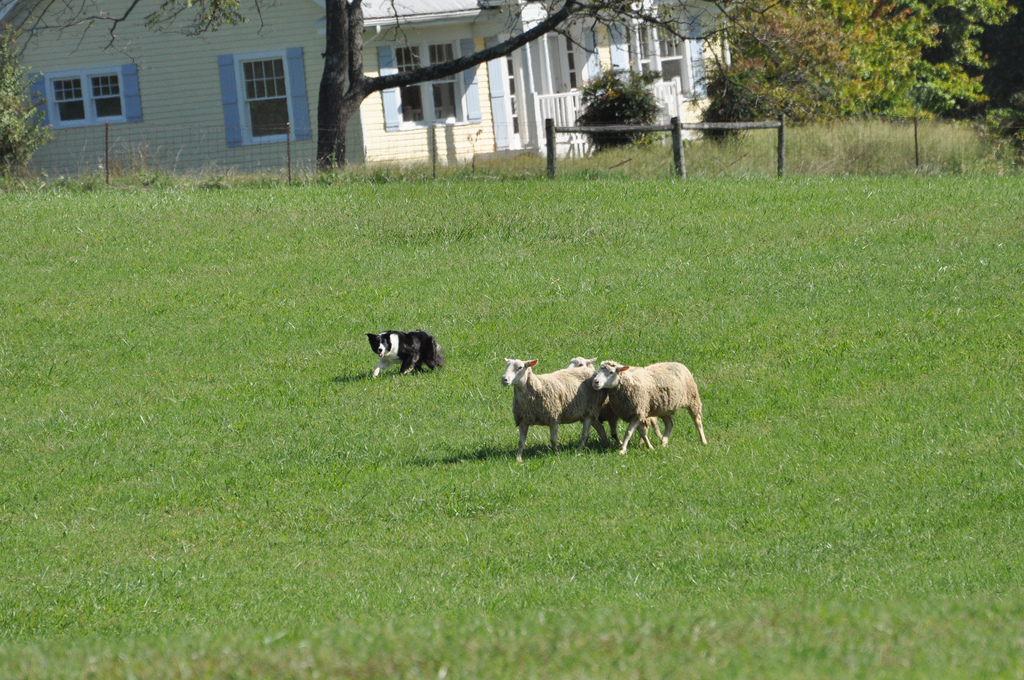 dog-working-sheep