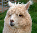 alpaca-sm-2