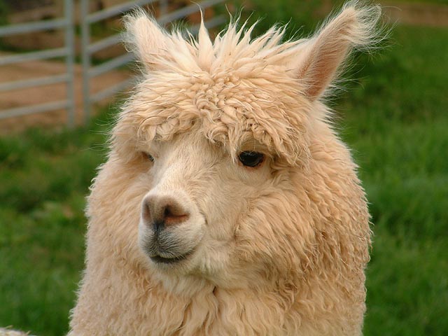 alpaca