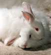 angora-bunny-2
