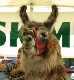 llama-2